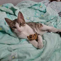 واگذاری گربه dsh رایگان
