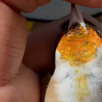 سهره کرا واتی جوجه سال عطیقه