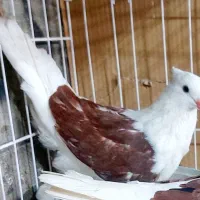 کبوتر دوکت سرخ خال سیا درشت و کشیده|پرنده|بندر ماهشهر, |دیوار