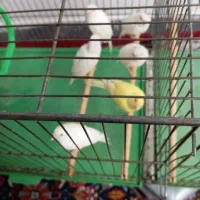 قناری|پرنده|قم, بکایی|دیوار