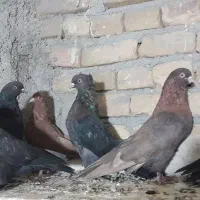 فروش کبوتر