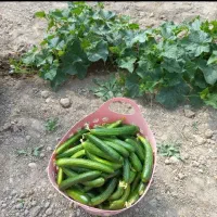 لوبیا سبز تر و تازه|خوردنی و آشامیدنی|تبریز, |دیوار