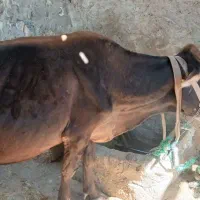 فروش یک راس گاو و گوساله|حیوانات مزرعه|آبدانان, |دیوار