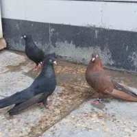 جفت زاغ و یه نر سرکه ایی|پرنده|رامهرمز, |دیوار