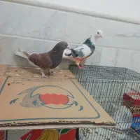 دوتا ماده خوب کفتر