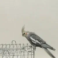 یه عروس هلندی گمشده در ازناو کوچه ولی بخشی