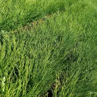 نشاپیاز سفیدو زرد