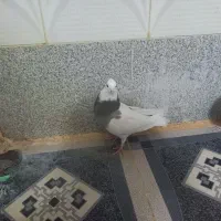 کبوتر طوقی دره شهر|پرنده|دره شهر, |دیوار