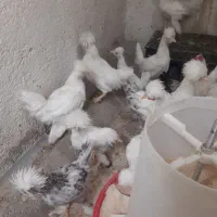 جوجه و مرغ و خروس سلطان|حیوانات مزرعه|قم, سراجه (۱۵ خرداد)|دیوار