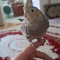 گمشده|حیوانات|سنندج, |دیوار