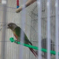 پرنده|پرنده|چالدران, |دیوار