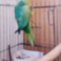 طوطی ملنگو|پرنده|قم, باسکول|دیوار