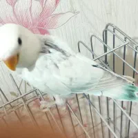 طوطی برزیلی جوجه مارال عروسکی|پرنده|اهواز, کوی باهنر|دیوار