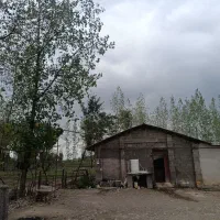 اجاره سالن دامداری ،مرغداری،شالیزار ،استخر