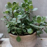 گل قاشقی|گل مصنوعی|تهران, شمیراننو|دیوار
