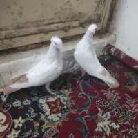 دم زرد کرمونی کاکولی دم سرخ|پرنده|تربت‌حیدریه, حسنی بالا|دیوار