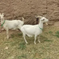 بز سانن و بزغاله سانن