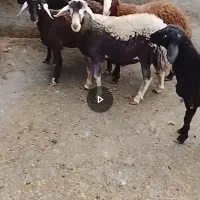 بره نر برای سر بری یا قربانی کردن کم وزن و چاق