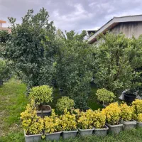 گلخانه گل درخت|گل و گیاه طبیعی|سیرجان, |دیوار