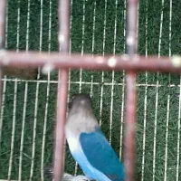 کوتوله فیشر