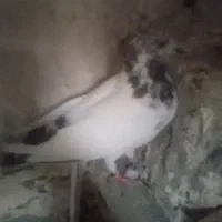 کفتر یا کبوتر|پرنده|گیان, |دیوار