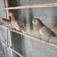 کبوتر زد خطی