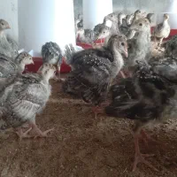 جوجه بوقلمون محلی|حیوانات مزرعه|سرپل ذهاب, |دیوار