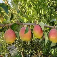 ۴۰هکتارزمین وباغ میوه|فروش دفتر صنعتی، کشاورزی، تجاری|اسفرورین, |دیوار