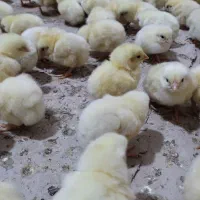 جوجه|حیوانات مزرعه|صومعهسرا, |دیوار