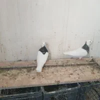 جفت طوقی|پرنده|بهبهان, |دیوار