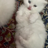 پرشین کت دال فیس