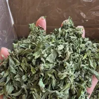 نعناع برگ