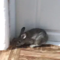 خرگوش مشگی و قوای وسفید برای فروش