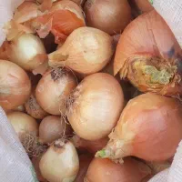 پیاز کبابی و پیاز دامی