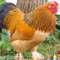 جوجه یکروزه برهما.گلین.گردن لخت.محلی.|حیوانات مزرعه|اردبیل, |دیوار