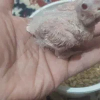 جوجه عروس هلندی آلبینو|پرنده|تربت جام, امام|دیوار