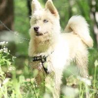 گمشده توله داره