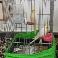 عروس هلندی لوتینو مولد|پرنده|سجاس رود, |دیوار