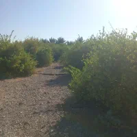 باغ آبنما شهرک ۱۳آبان|فروش زمین و ملک کلنگی|رودان, |دیوار