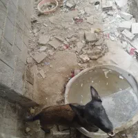 سگ مالینیوز ماده