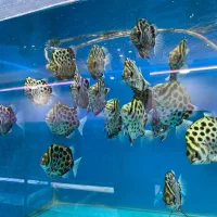 گرین اسکات ۹-۱۰سانت