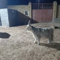 تکه جلو رو ۴ ساله