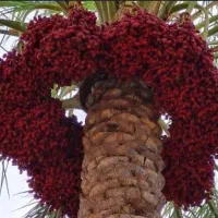 اجاره باغ خرما باغچمک