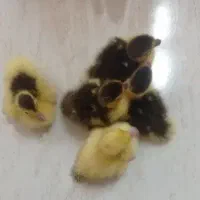 جوجه اوردک اسراعیلی