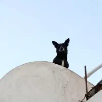 سگ نر پاکوتاه