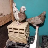 تعدادی کفترپرشی