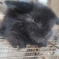 بچه خرگوش لپ