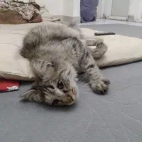 گربه پیدا شده|حیوانات|تهران, هلال احمر|دیوار