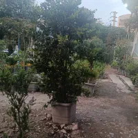 انواع گل و گلدان به صورت تک و عمده|گل و گیاه طبیعی|کرج, فاز ۳ مهرشهر|دیوار