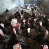 بوقلمون|حیوانات مزرعه|مشهد, هفده شهریور|دیوار